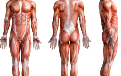 Level 3 Equivalent Anatomy & Physiology